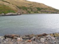 Albums/20060200-New Zealand 2006/20060314-Dunedin/49